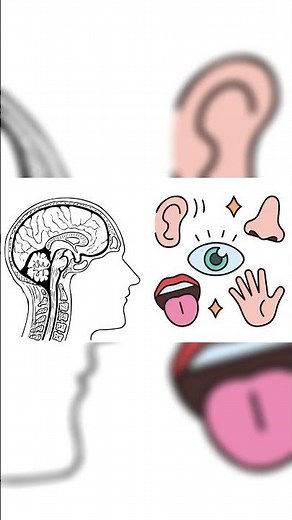 Every Human Memory Stage Explained