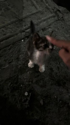 怎么办？它这么小一只？#流浪猫救助收养 #流浪猫救助小天使求领养 #喂养小奶猫