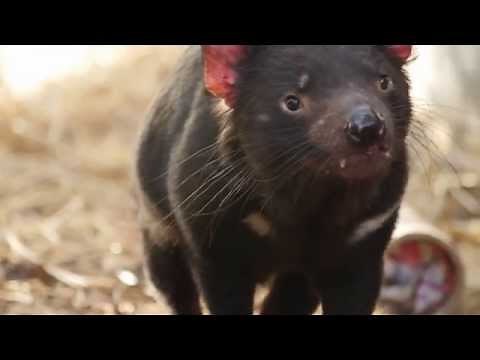 The Toledo Zoo's Partnership with Save the Tasmanian Devil Program