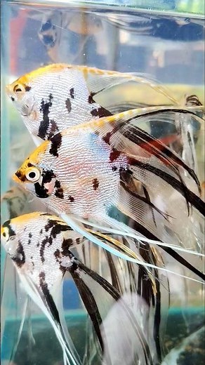 Koi angelfish 🐟 Aqurium Fish Market | Sunday Galiff Street Aqurium Fish Market #aquariumfishmarket