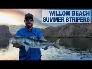 Fishing Willow Beach for Summer Striped Bass BIG SWIMBAITS Colorado River Nevada Arizona Stripers