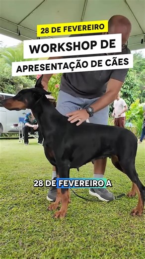 Savio Steele on Instagram: "🐕 Workshop de Apresentação de Cães – Imersão em Cinofilia No dia 28 de fevereiro, em Guapimirim, a gente vai te receber em um lugar especial para viver a cinofilia na prática. 👉 Uma manhã inteira aprendendo como apresentar um cão de exposição, 👉 Orientação direta com Sávio Steele & Fabiano Mattos, 👉 Simulado real de pista, 👉 Cães, troca, aprendizado… 👉 E claro: um churrasco maravilhoso no meio disso tudo 🔥🐶 Esse é o segundo evento que realizamos — e quem já vi