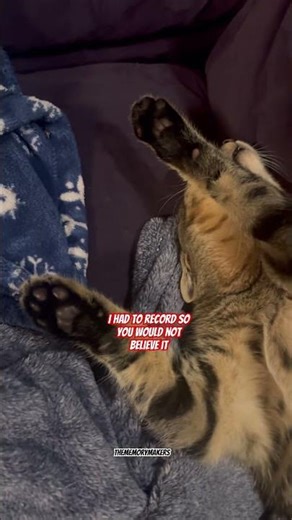 “Epic Cat Snore Fest!”