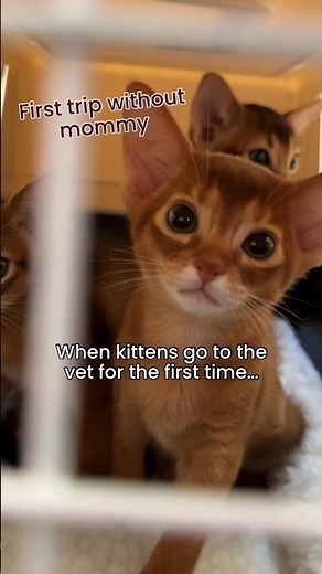 Kitten first vet visit - mommy reaction 😱 Abyssinian kittens #abyssinian #catlover #kitten #cute