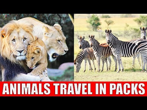 Animals That Live in Packs | Learn Animals That Live in Groups