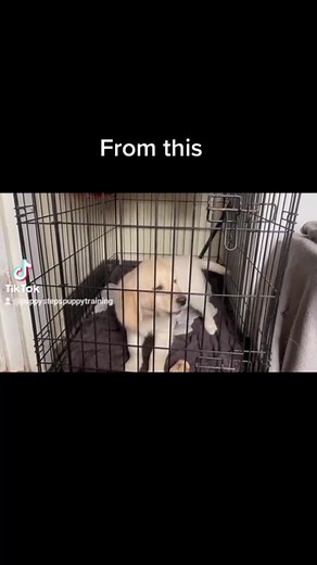 Crate training a puppy, part 1. A longer video on cratevtraining your puppy, how, why and the benefits. Click for part 2, more videos and training tips. #puppies #cratetraining #puppyowner #puppytraining #puppiesoftiktok