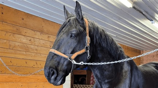 Massachusetts state police horse Jay passes after cancer battle
