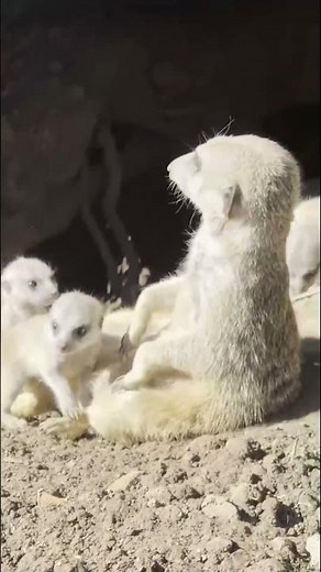 New meerkat pups at Oakland Zoo