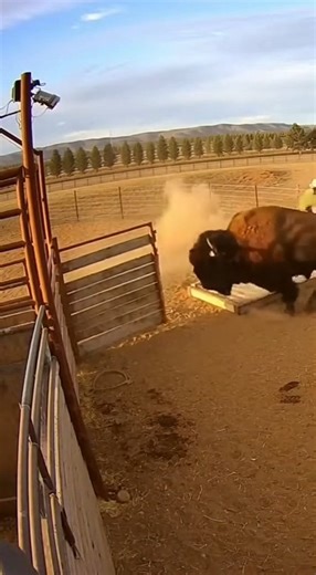 Footage from a ranch security camera shows a terrifying encounter between a rancher and a wild bison. The bison charges, demolishes a fence, and then aggressively pursues and pushes the fallen rancher across the dusty corral. The man frantically struggles to escape the persistent animal. This video is created using AI, and the story is for your entertainment. | Chaos & Clips