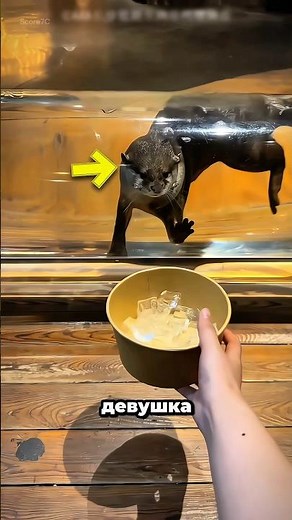 She gave this otter a gift 🥺❤️