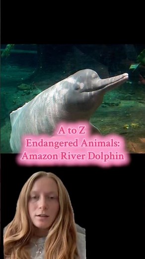 Let’s learn about Amazon river dolphins!