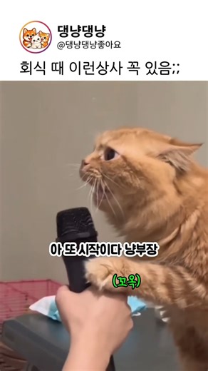 회식 때 이런 상사 꼭 있음😮‍💨😮‍💨 #고양이