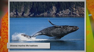 Exploring the Atlantic Ocean: A Dive into its Diverse Marine Life