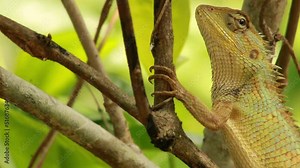 Video „Common Indian Garden Lizard or Oriental garden lizard or Calotes versicolor. It Also known as eastern garden lizard, bloodsucker, changeable lizard (Calotes versicolor) is an agamid lizard.“ ze služby Stock