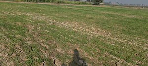 1.8K views · 205 reactions | انمول مشترکہ فارمز کیلئے چارہ جات | Anmol Cattle Farming | Facebook