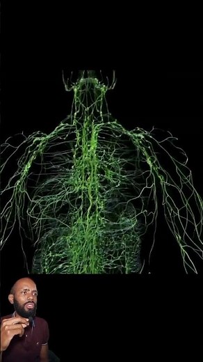 Function of the lymphatic system