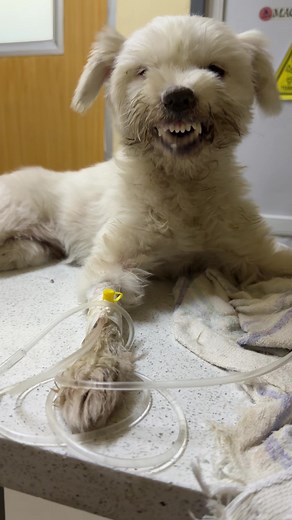 Canine Distemper Virus: Symptoms, Survival, and Prevention