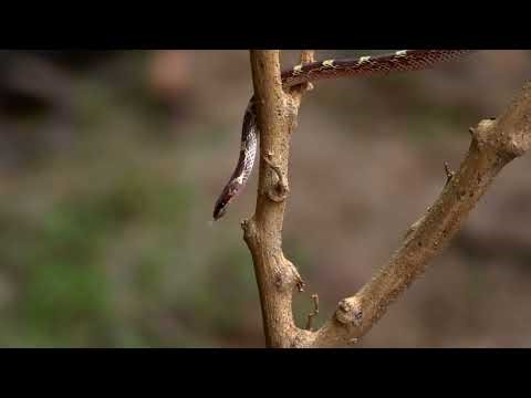 🎬 Indian Wolf Snake – The Harmless Hunter of the Night | True Facts & Identification Guide 🐍