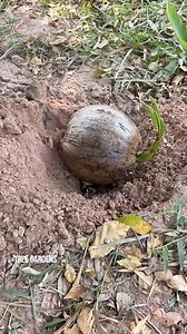 A great new technique for growing coconut trees to produce fruit quickly.#grow #grafting #coconut | Tree Gardens