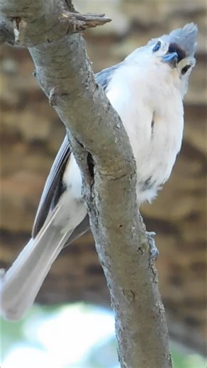 Listen! Tufted Titmouse "Peter-Peter" Bird Call, Sound, Song! #shorts
