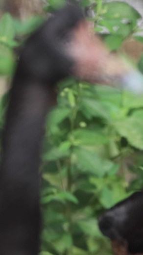 4.8K views · 140 reactions | Friday Feather Fact: Meet the Magpie...