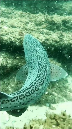 Leopard Catshark on the hunt.