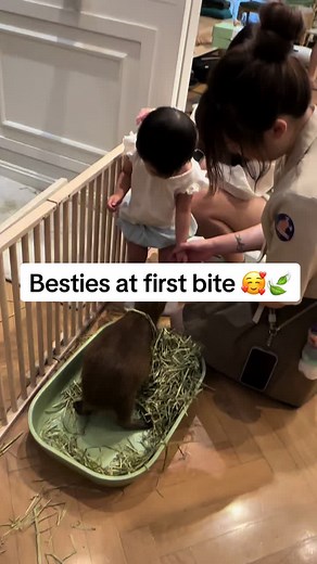 Besties at First Bite: A Heartwarming Capybara Friendship