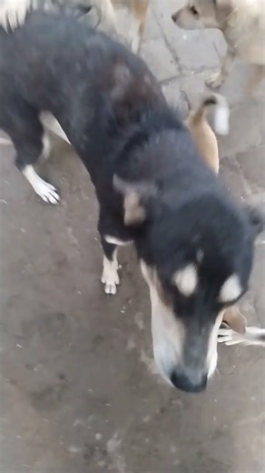 Kese ho bacho tum sab#shorts #dogshorts #trendingshorts #comedy#funny