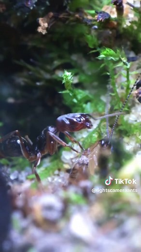 Fascinating Facts About Trapjaw Ants