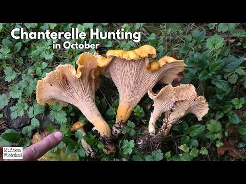Hunting Chanterelle Mushrooms in October- and other mushrooms