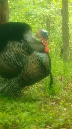 wild turkey gobbler strutting and preening