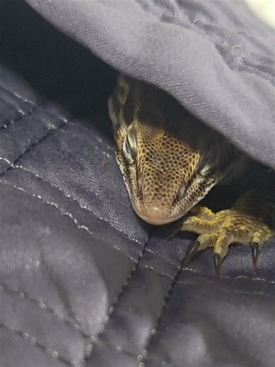 Wolverines' Unique Habitats and Behaviors