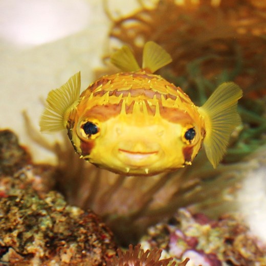 Porcupine puffer fish