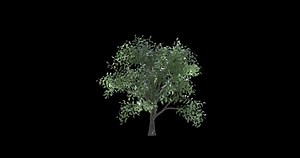 3d Growing Tree Animation Shadow Alpha Stock Footage Video (100% Royalty-free) 1041677656 | Shutterstock