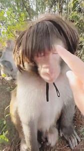funny monkey hairstyle🐒🙊 #funnymonkey #monkey #viralmonkey #monkeyvideo #funny #tranding | Krishna Kamal Das