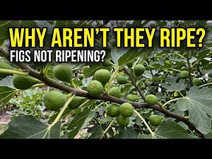 Fig Trees: Why They're NOT Ripening & Why You SHOULD Protect Them