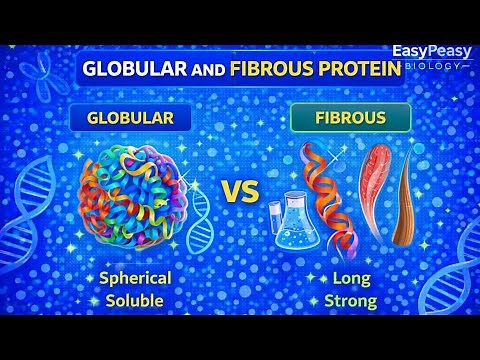 Globular Proteins and Fibrous Proteins Part 2