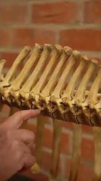 Understanding more about Equine Anatomy with Horses Inside Out