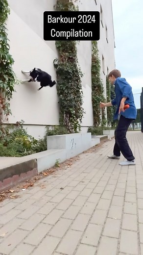 2.1M views · 55K reactions | It was really hard to decide which clip to put into 1:30 for his 24 compilation. So I decided to do two parts 﫡 But I must commit that this part is my favorite so far. I hope you enjoy it as well. ☺️ . . #barkour #parkour #bordercollie | Parkourcollie Ninja | Facebook
