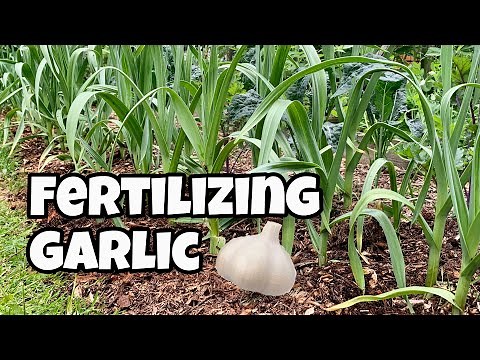Feeding Garlic in the Spring