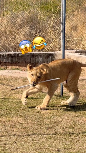 Lions 🦁 fans #wildliferescue #wildcats #tigerspotted #bigcats #lionnation #tiger #largecats 😂