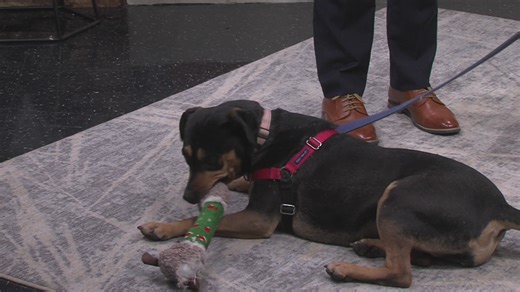 Animal Humane New Mexico: Helping shelter pets across the state