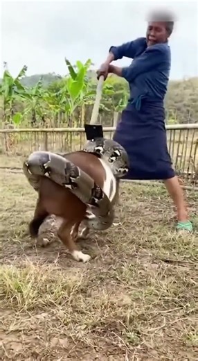 Elder hero grabs a hoe to save the goat from the python's grip! 👨‍🦳🐐🐍🛡️ #rescue#python #elder #ai