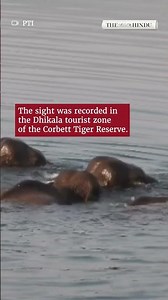 Elephants cross 25-feet-deep Ramganga river