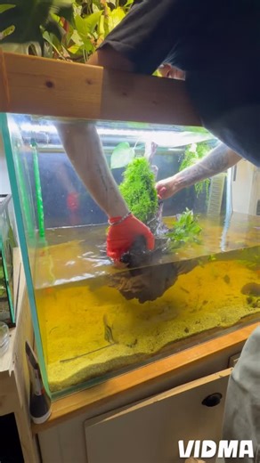 Terraqua Nature on Instagram: "Je positionne la racine exactement à l’endroit prévu pour structurer le décor et créer le point de départ du futur paysage. Une fois la souche stabilisée, j’y fixe un tapis de mousse de Java pour habiller naturellement le bois et amorcer la colonisation végétale. Je colle ensuite les premiers pieds de Microsorum directement sur la racine à l’aide d’une colle adaptée aquarium, afin que leur rhizome reste en contact avec le support et puisse s’y développer durablemen