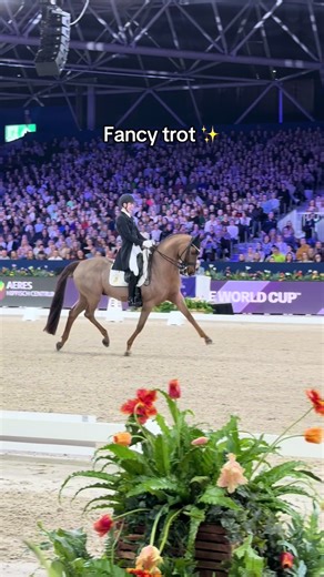 Understanding Normal Trot vs Fancy Trot in Dressage