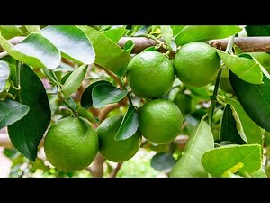 Limon persa - cuidados