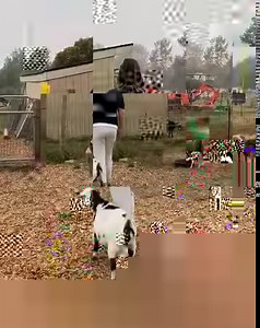 How to train your goat to walk on a lead: TikTok Edition! ⠀⠀⠀⠀⠀⠀⠀⠀⠀ 1. Put a collar on the goat. 2. Attach a lead and position the collar. 3. Walk forward a few steps, pulling slightly on the lead. 4. Stop after a few steps if the goat stops, and then try again. 5. WALK! ⠀⠀⠀⠀⠀⠀⠀⠀⠀ Are you goats good on a lead or do they hate it?!! Ours are half and half. Penny doesn't care and she does whatever. Tell us what your goats do! . . . . #meetthemenagerie @smallfarmfarmily #farmanimalfunnies @scottfamf