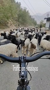 2K views · 44 reactions | Peter Van Geit on Reels | Facebook