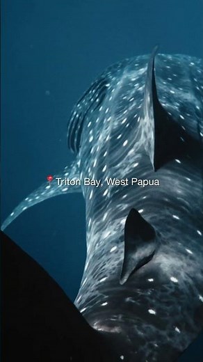 Best Whale Shark Spot in Indonesia? | Liveaboard Indonesia